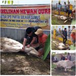 Iduladha 1447 H, Golkar Labuhanbatu Hadirkan Semangat Berbagi dan Kebersamaan